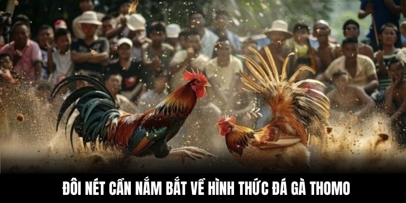 Đôi nét cần nắm bắt về hình thức đá gà Thomo