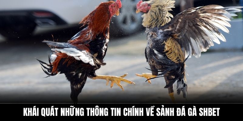 Khái quát những thông tin chính về sảnh đá gà Shbet