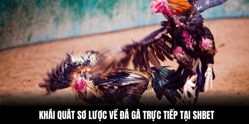 Khái quát sơ lược về đá gà trực tiếp tại Shbet